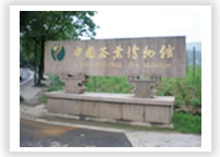 中国の杭州にある中国茶葉博物館